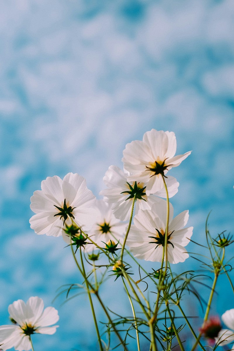 1 1